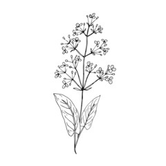 Wild, medicinal herbs, weeds. Vector illustration. Linear drawing.