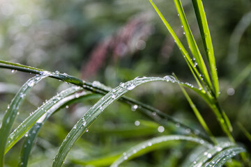 water drops on grass