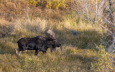 Bull Moose During the Fall Rut in Grand Teton National Park Wyoming