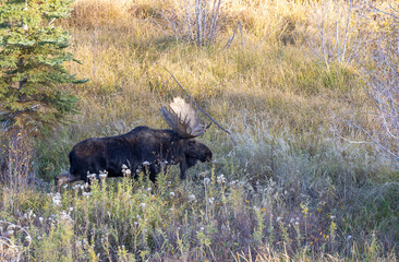 Bull Moose During the Fall Rut in Grand Teton National Park Wyoming