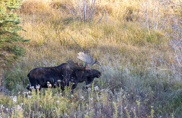 Bull Moose During the Fall Rut in Grand Teton National Park Wyoming