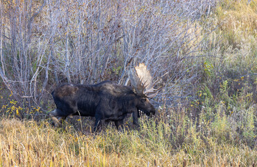 Bull Moose During the Fall Rut in Grand Teton National Park Wyoming