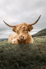 highland cow with horns - obrazy, fototapety, plakaty