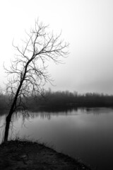 black and white tree in fog