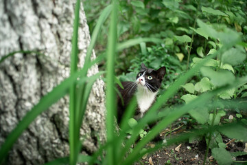 Portrait of a black and white street cat, looking on a tree in the garden, on  grass