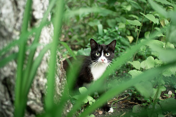 Portrait of a black and white street cat, looking to a viewer in the garden, on  grass