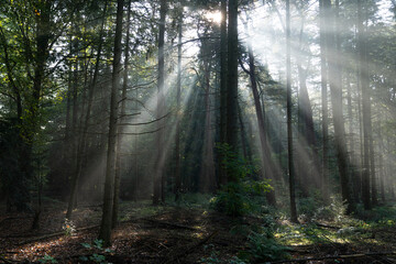 Beautiful Scene Misty Old Forest with Sun Rays, Shadows and Fog
