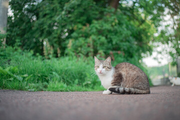 Naklejka na ściany i meble Portrait of a street cat sitting on asphalt in the garden, in summer