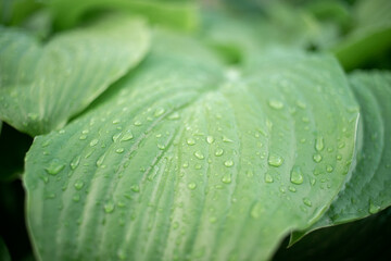 macro close up of small water drops on a big green leaf with stripes