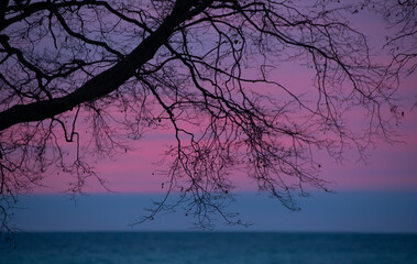 tree silhouetted in front of pink and purple sunset background over lake Ontario sun below horizon with pinkish clouds in sky branches leaves and tree trunk 
silhouette horizontal format room for type