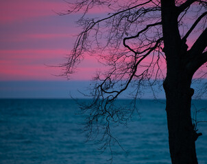 tree silhouetted in front of pink and purple sunset background over lake Ontario sun below horizon with pinkish clouds in sky branches leaves and tree trunk 
silhouette horizontal format room for type