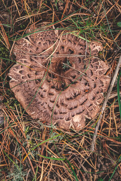 Sarcodon imbricatus, commonly known as the shingled hedgehog or scaly hedgehog, is a species of tooth fungus in the order Thelephorales