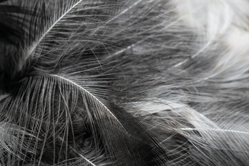 black and white feathers with visible details. background or textura