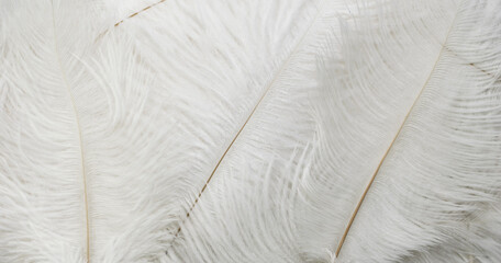 white ostrich feathers with a visible texture