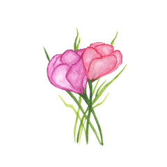 Crocuses pink, lilac, isolated on a white background. First spring flowers. Watercolor hand drawn illustration. For the design of cards, labels.