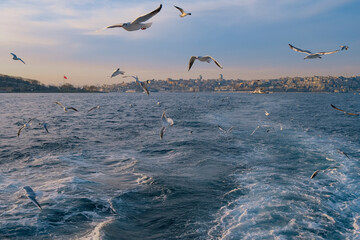 flying seagulls on the sea, sunset sky and waves on water. view of Istanbul from water, Turkey. Landscape picturesque card