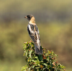 Bobolink Just Passing Through Florida - Dolichonyx oryzivorus