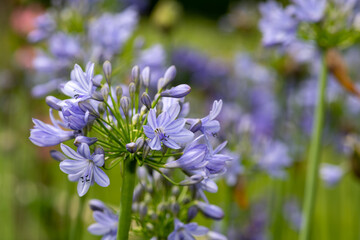 Common agapanthus (agapanthus praecox) flowers in bloom