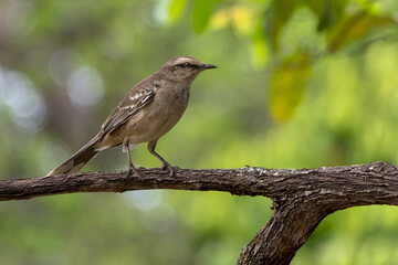 Obraz premium The chalk-browed mockingbird or 