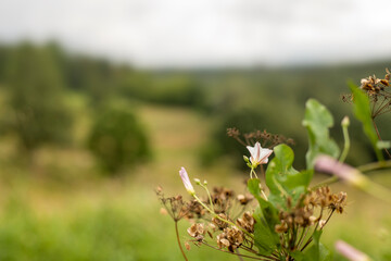 Field bindweed on a hill in August
