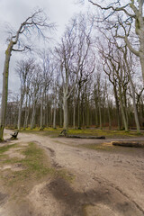 Scenery at Gespensterwald (Nienhagen, Germany)