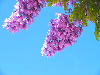 Jacaranda Mimosifolia - purple blooming palisander tree