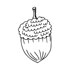 Doodle is an icon of the fruits and leaves of an oak tree. Contour image of an acorn. simple black drawing of plants for stickers, decor, postcards, badges, coloring books, logos. Vector clipart set