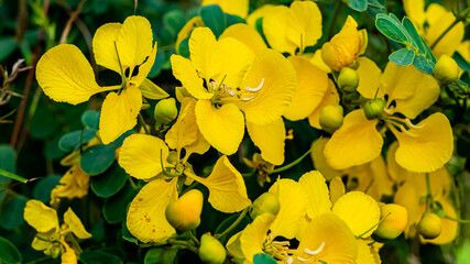Obraz premium Senna auriculata is a leguminous tree in the subfamily Caesalpinioideae. It is commonly known by its local names matura tea tree, avaram or ranawara, or the English version avaram senna