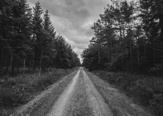 road in the woods