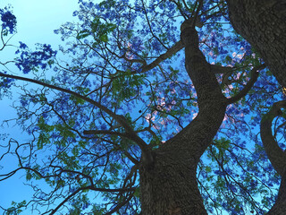 Jacaranda Mimosifolia - purple blooming palisander tree