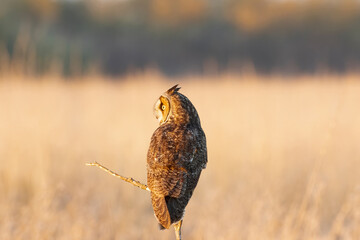 Long Eared Owl