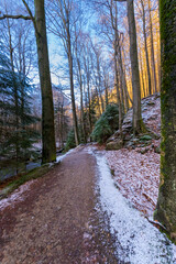 sunny forest in winter (Harz, Germany)