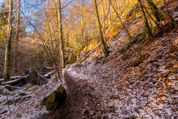 sunny forest in winter (Harz, Germany)