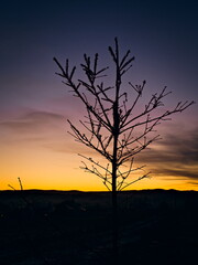 Young spruce tree with sunset in the background