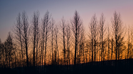 A forest of trees with a sunset in the background