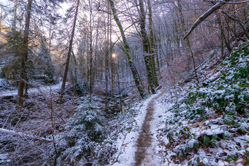 sunny forest in winter (Harz, Germany)