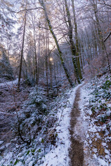 sunny forest in winter (Harz, Germany)