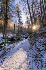 sunny forest with a river in winter (Harz, Germany)