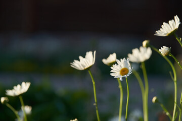 Close-up of meadow chamomile flowers, against the background of a dark brown wooden house. An airy artistic image.Space for copying. High quality photo