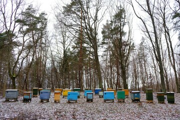 An apiary with colorful hives by the forest in winter scenery. The hives are numbered.