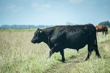 novillo caminando por el campo 