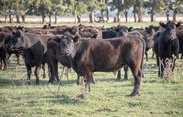 novillos en el campo 