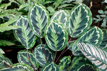 Calathea roseopicta, the rose-painted calathea, is a species of plant in the family Marantaceae,...