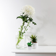 Large white chrysanthemum in a glass transparent vase and two artificial succulents on the table