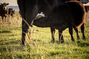 ternero alimentándose de su madre 