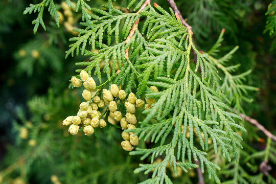Thuja branch with berries is in the autumn park
