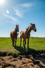 caballos disfrutando el campo