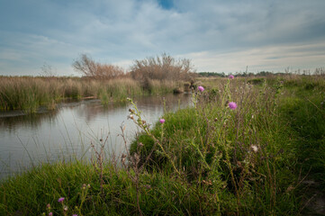 arroyo en el campo 