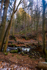 path in forest (Harz, Germany)