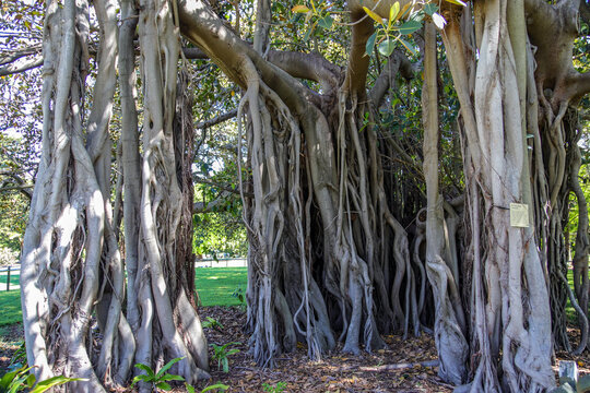 Alter Ficus macrophylla im Royal Botanic Gardens Sydney